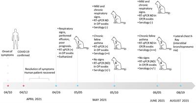 Anthropogenic Infection of Domestic Cats With SARS-CoV-2 Alpha Variant B.1.1.7 Lineage in Buenos Aires